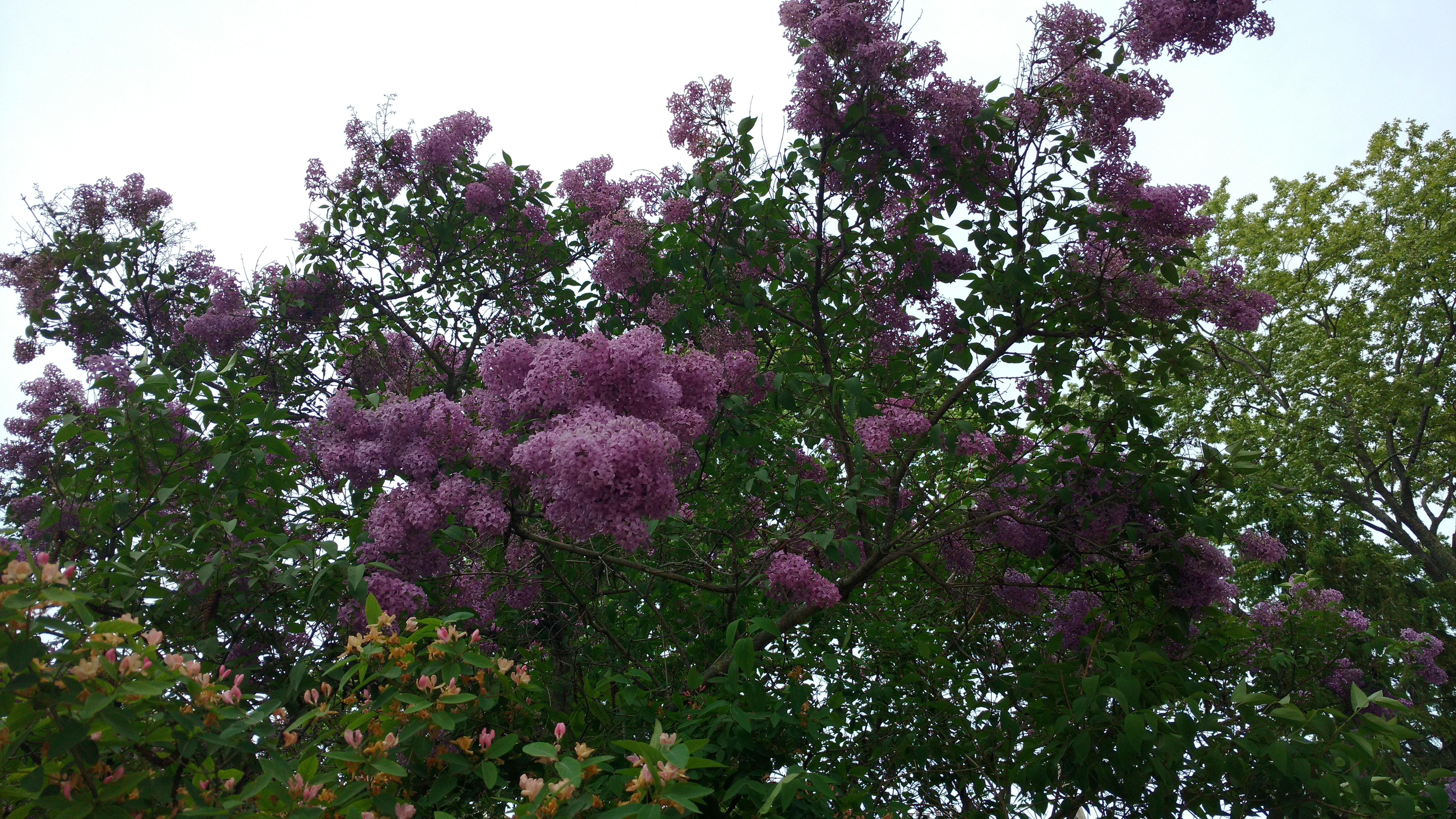 Lilacs in Bloom